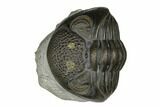 Curled Eldredgeops Trilobite - Sylvania, Ohio #175639-5